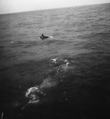 Een_passerende_orca